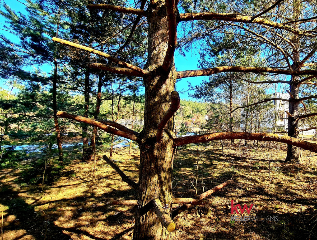 104651864 Działka 2000 m² plus własny sosnowy zakątek Ryjewo