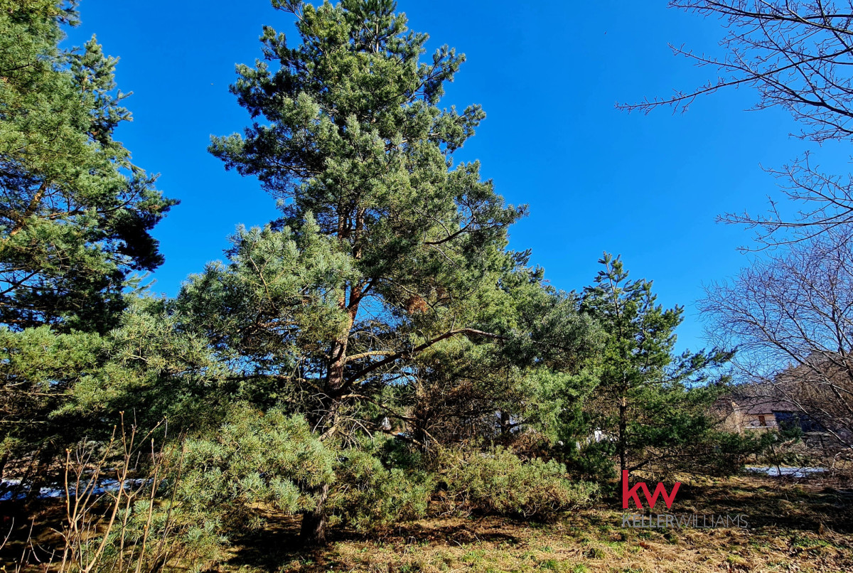 104651906 Działka 2000 m² plus własny sosnowy zakątek Ryjewo